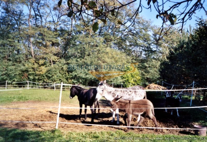 Hoffmann Vendghz az rsgben (3)