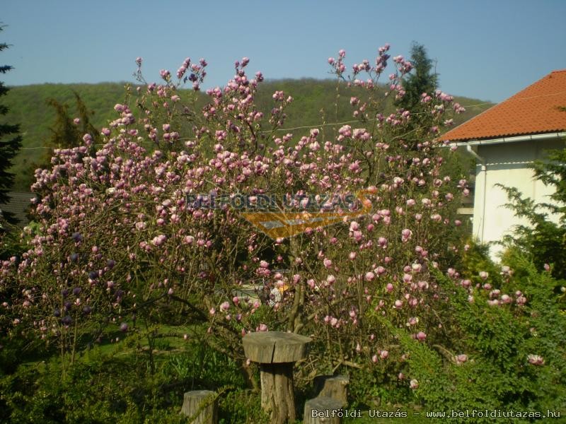 Gasthaus Immergrn (32)