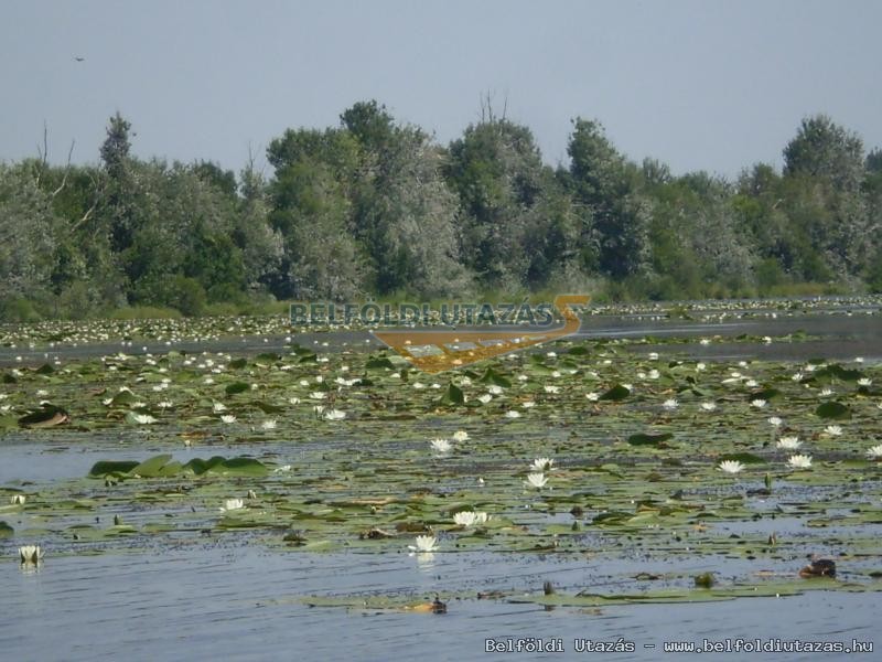 Tisza tavirzss holtga